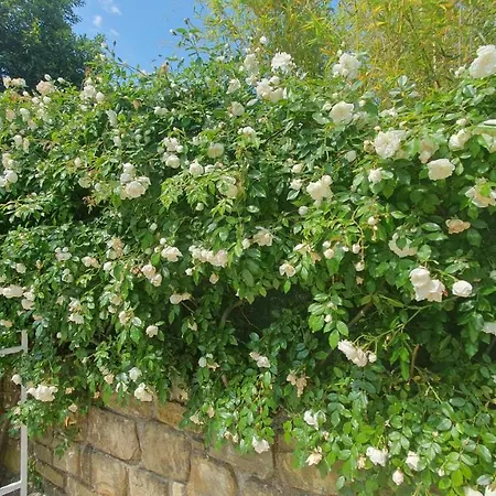 Laurus Portorose