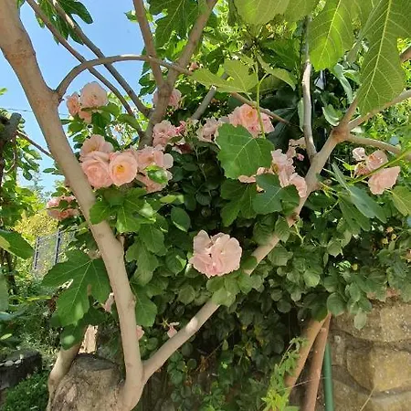 Laurus
