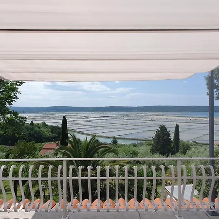 Laurus Portorose