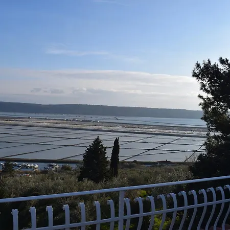Laurus * Portorose