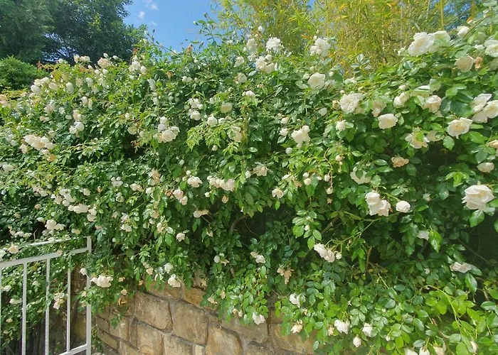 Laurus Πορτορόζ