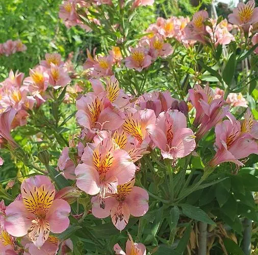 Διαμέρισμα Laurus *