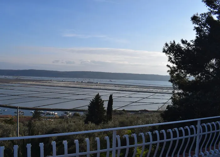 Laurus * Πορτορόζ